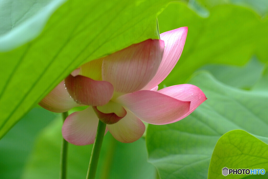 我が人生✿蓮華物語Ⅸ