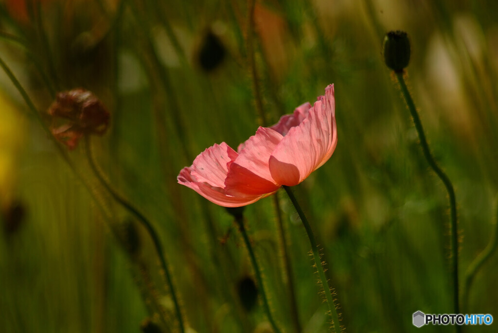 ひとり咲き✿Poppy2023