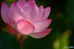 愛（いのち）のゆくえ✿蓮