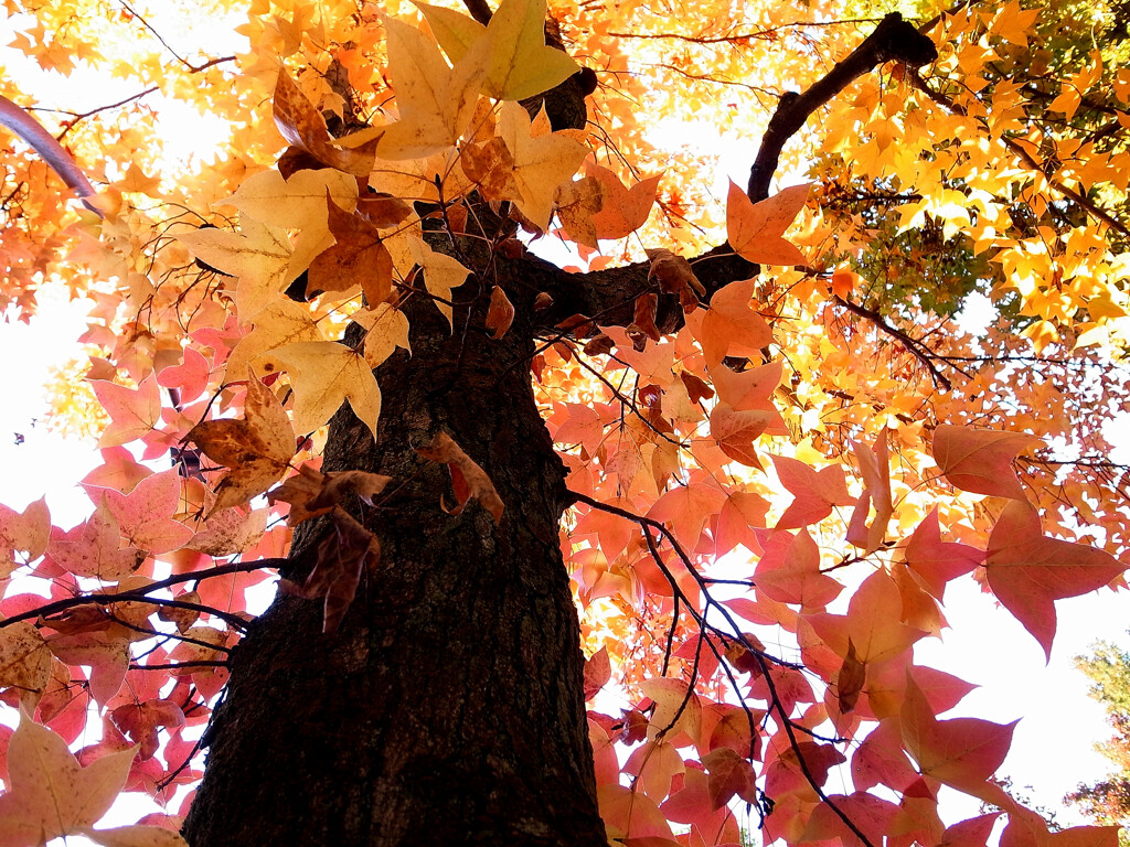 紅葉散歩➓❁三色彩道2025