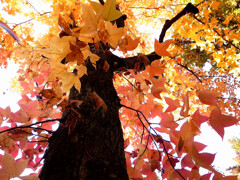 紅葉散歩➓❁三色彩道2025