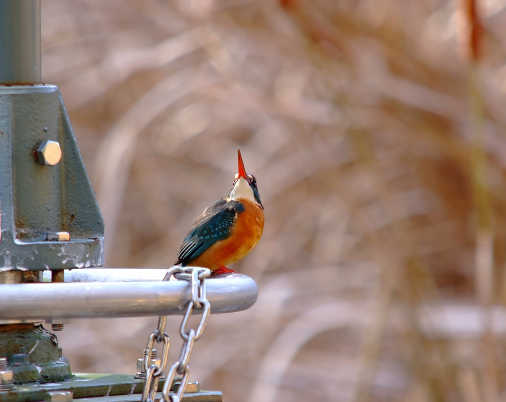 鳥に願いを・翡翠
