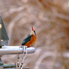 鳥に願いを・翡翠