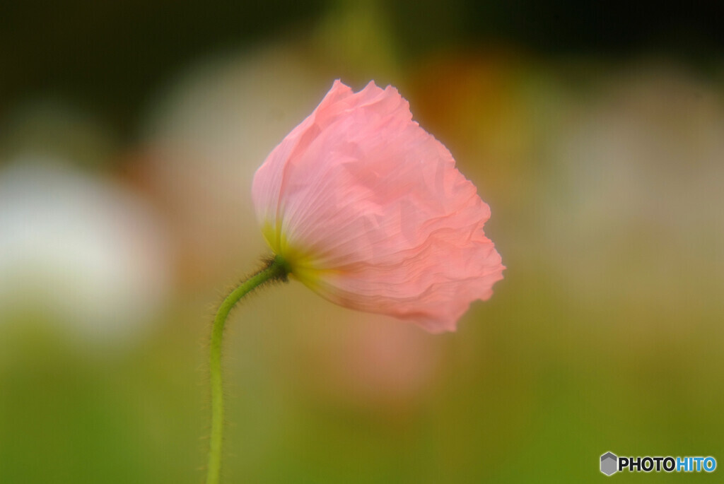 春風に吹かれて✾華