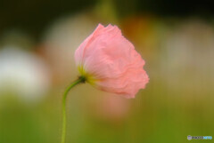 春風に吹かれて✾華