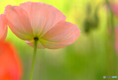 ラストダンスは私に✾詩