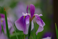 Morning after the rain✿菖蒲