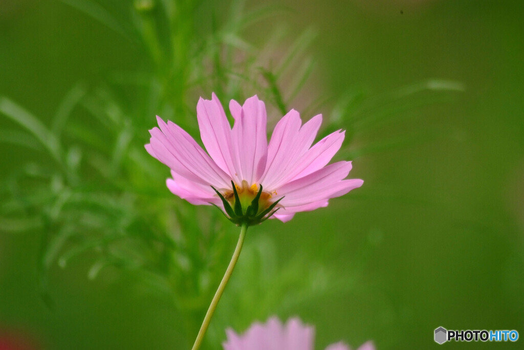 October Flowers✿こすもす