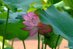 秘密の花園・2019