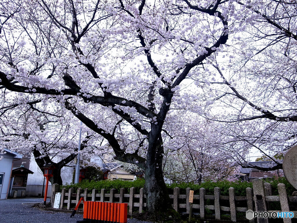 そうだ！京都に帰ろうⅦ✿2023桜
