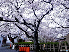 そうだ！京都に帰ろうⅦ✿2023桜