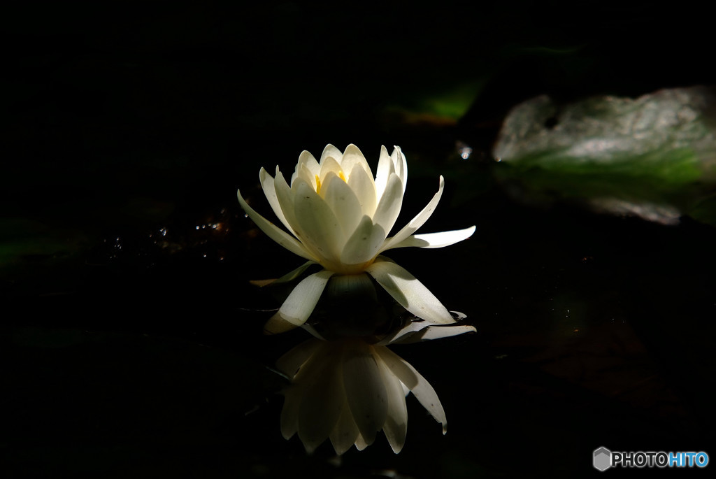 一瞬の光・睡蓮