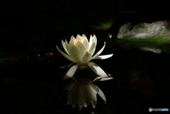 一瞬の光・睡蓮