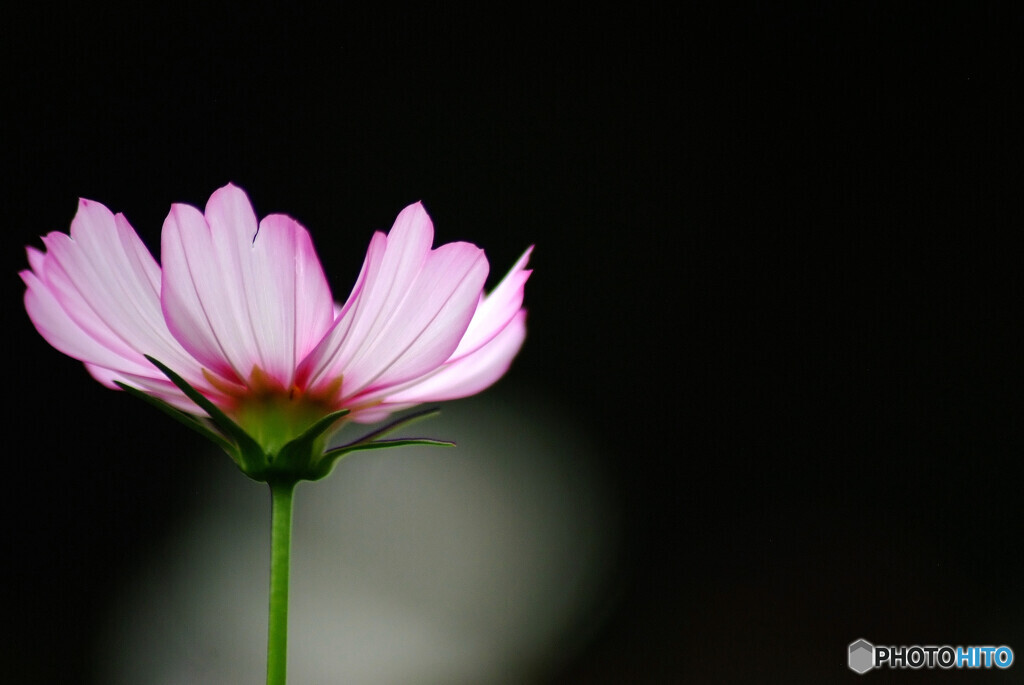 華やかに美しく✿秋桜