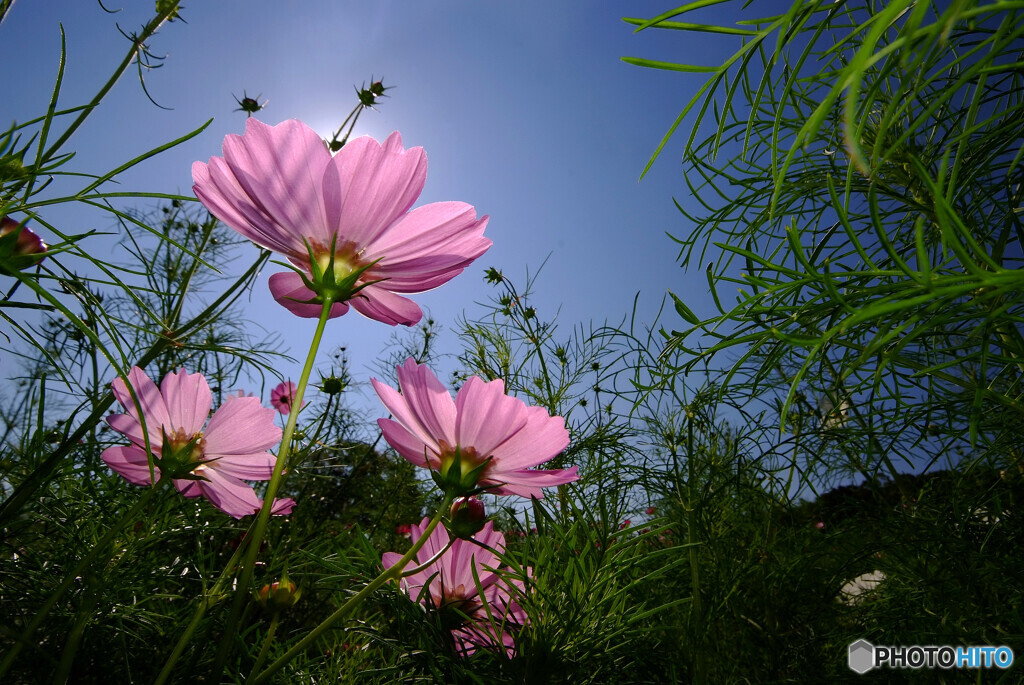 秋の舞✿COSMOS