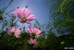 秋の舞✿COSMOS