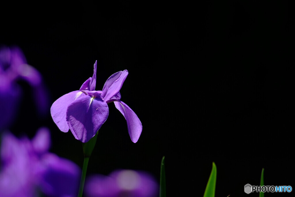 Japanese Beauty✿漆黒の華