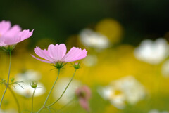 都会のOasis❁やすらぎの時