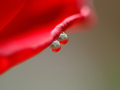 Tears of February (Ⅲ）