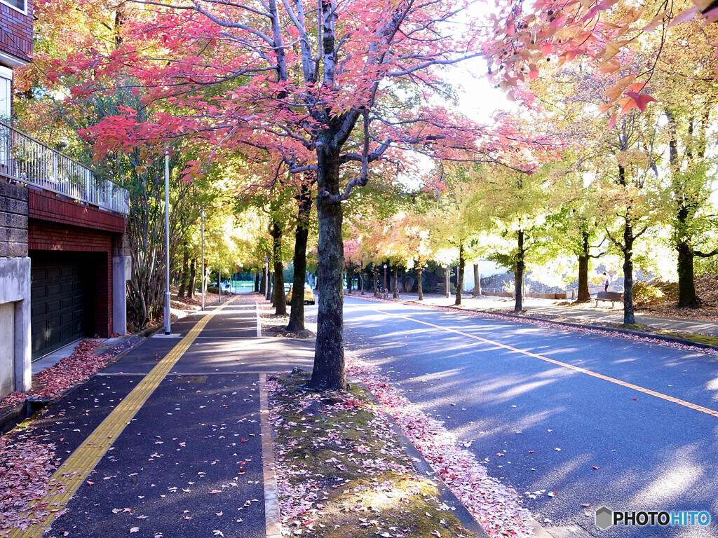 紅葉散歩❁三色彩道2023