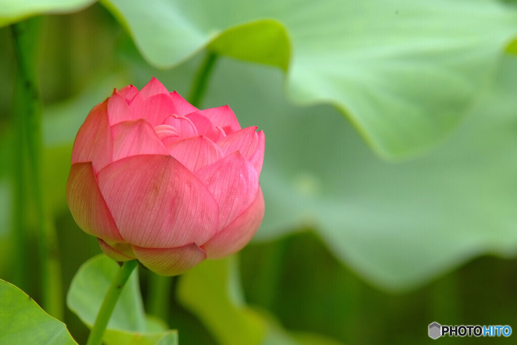 恋する惑星2021✿蓮