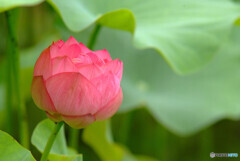 恋する惑星2021✿蓮