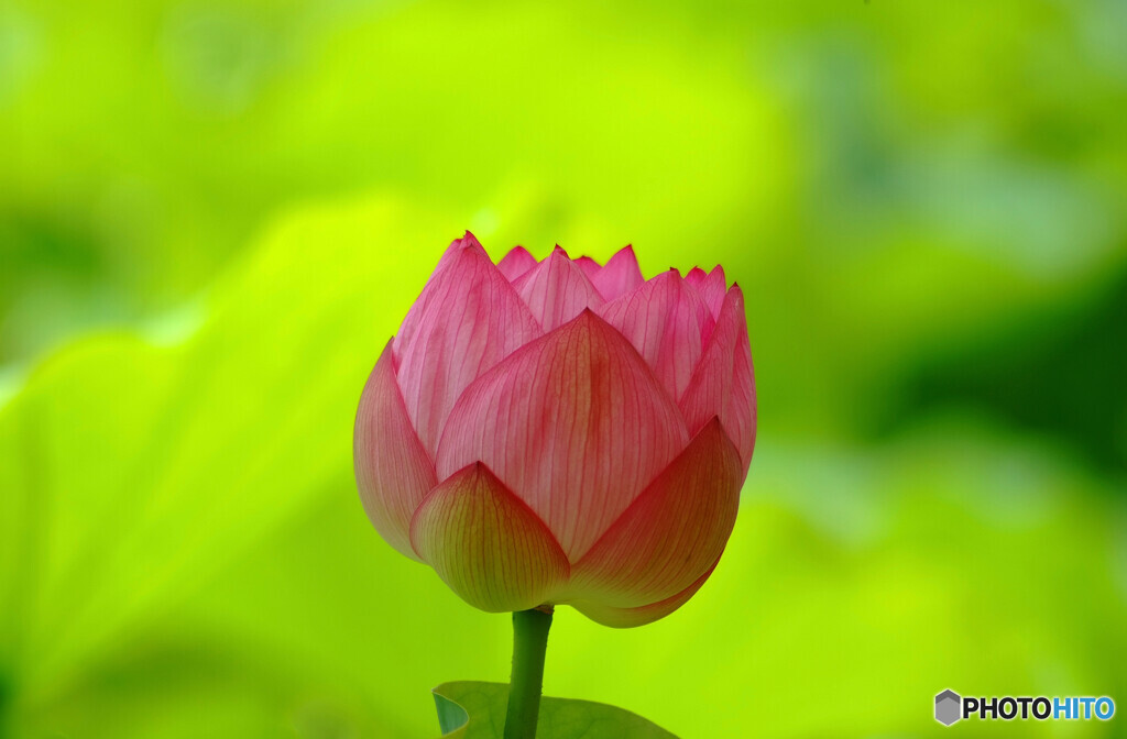 ようこそ花園へ❁蓮物語