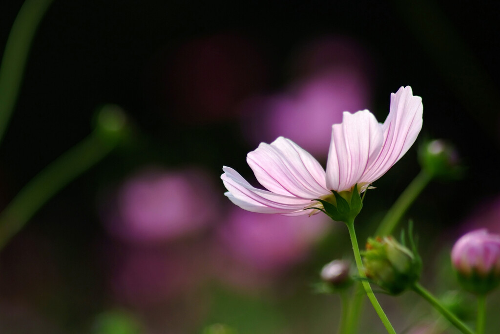 10月の午後✿秋桜の彩