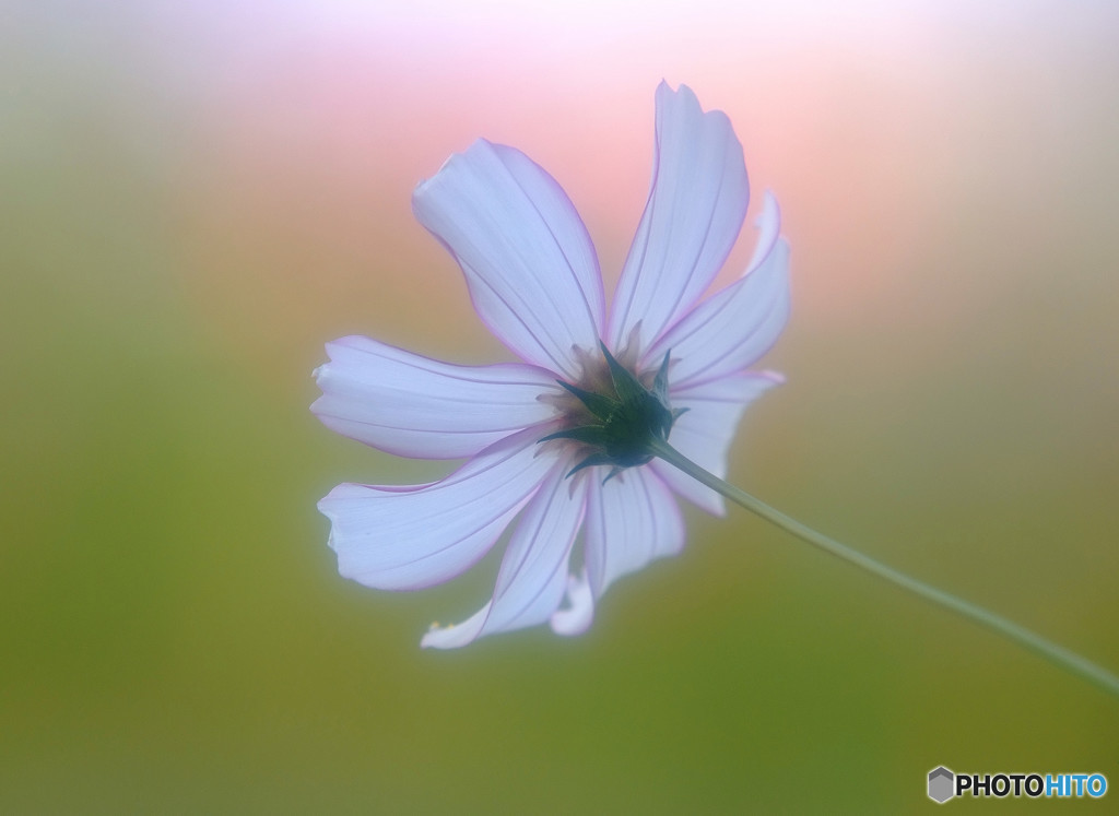 感謝の想い（Ⅲ）・華