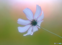 感謝の想い（Ⅲ）・華