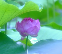 華の宴・蓮