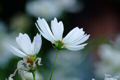 October Lover✿秋桜