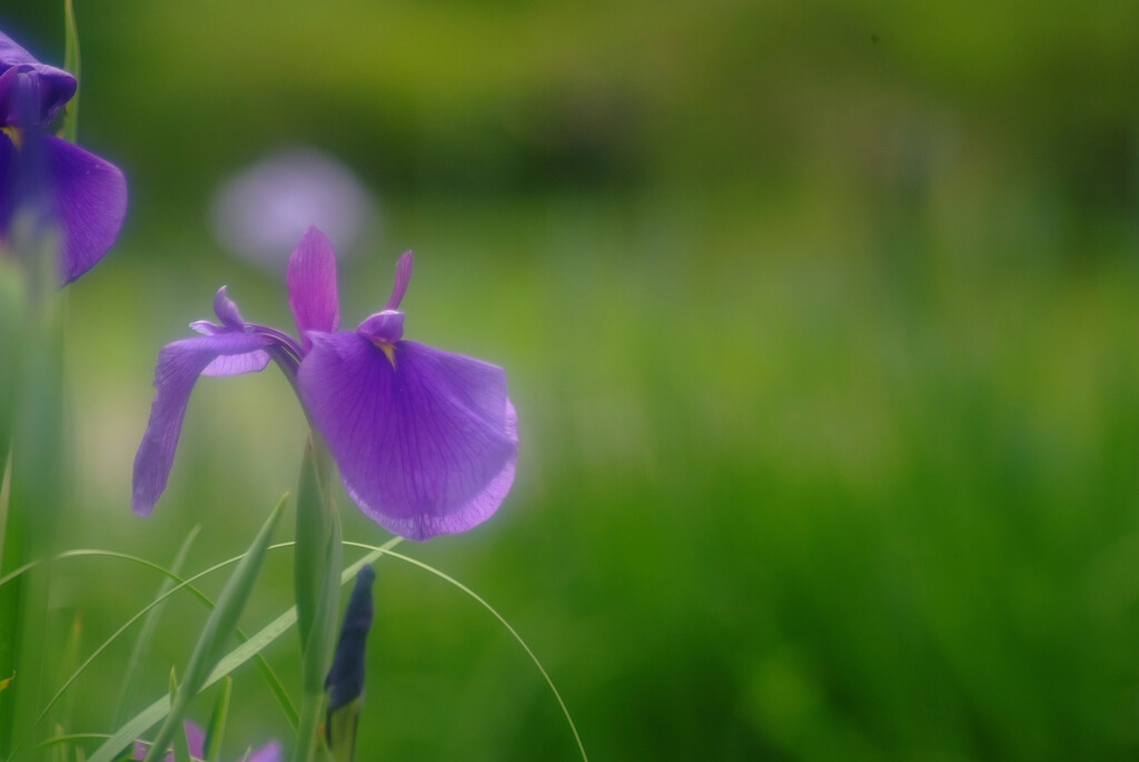 記憶の旅人✿菖蒲日記