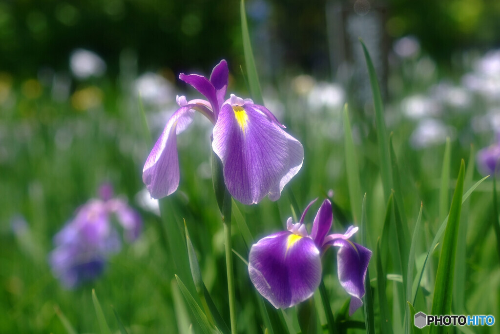 ふたりなら❁水無月の恋