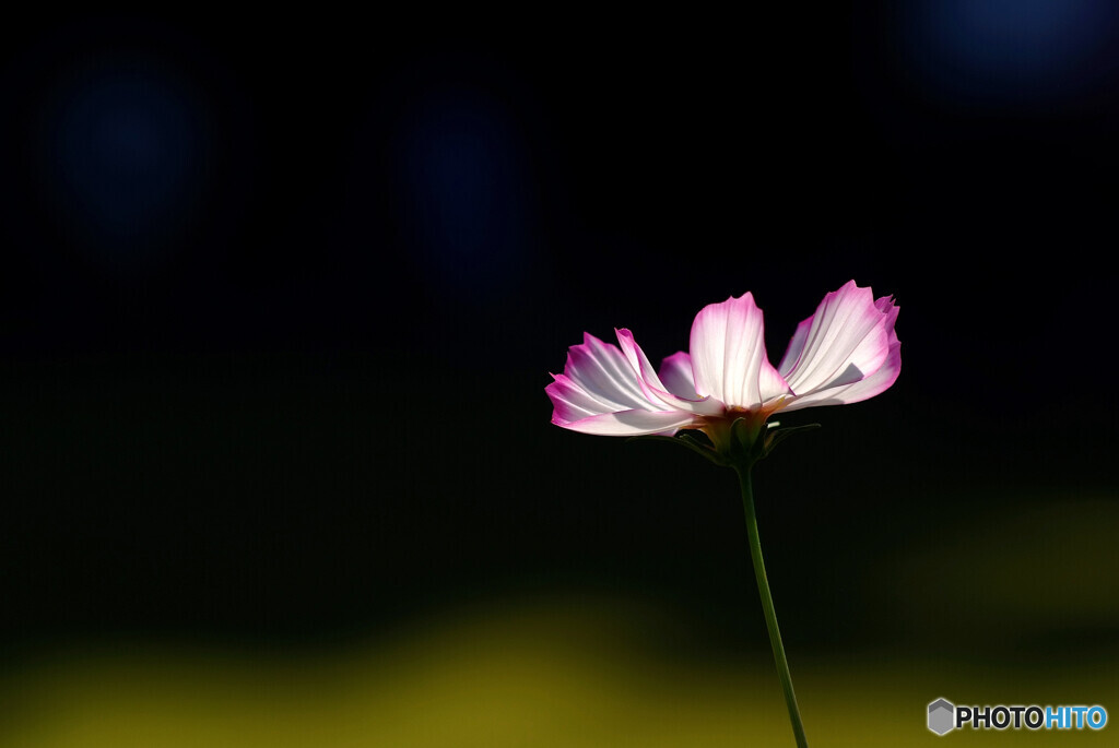 秋桜の彩✿花の丘