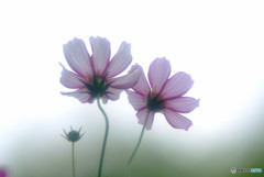 My Treasure・夢のつづき