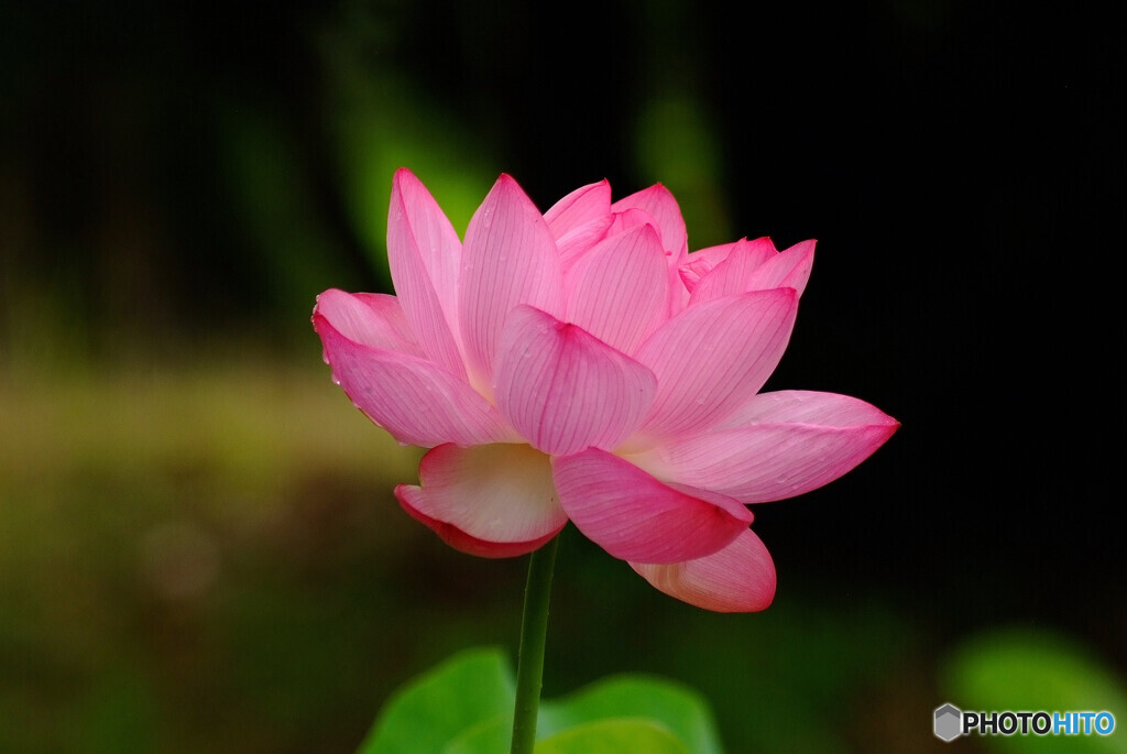 週末の片思い✾蓮