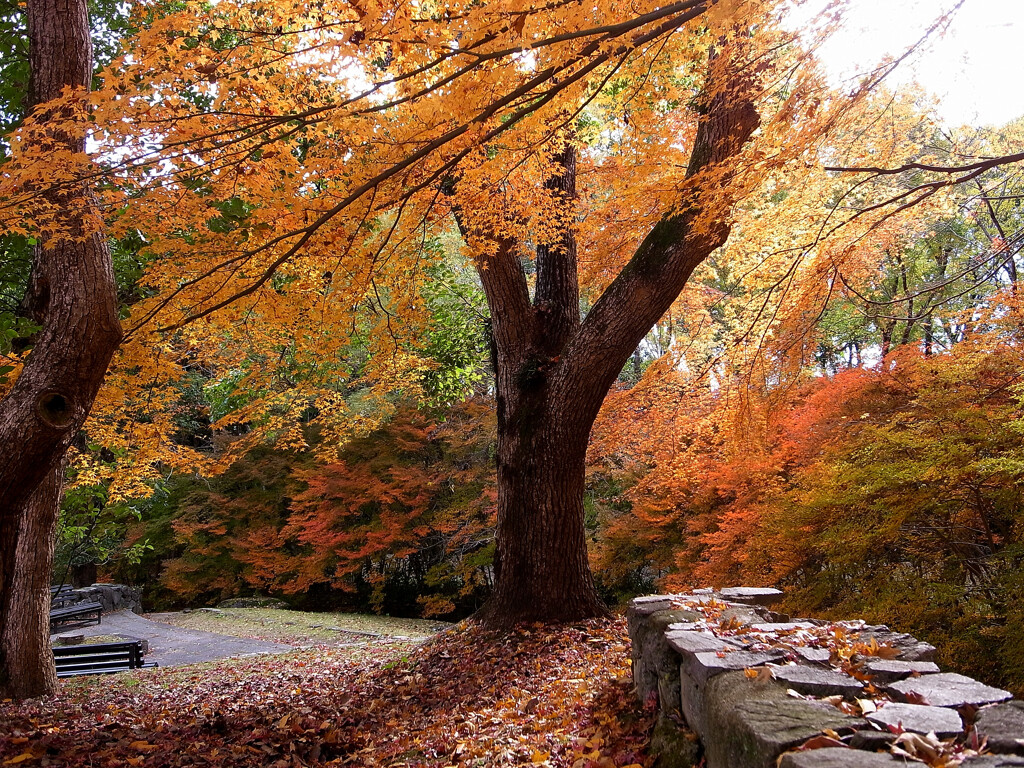 晩秋の朝は✿万博2025