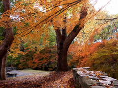 晩秋の朝は✿万博2025