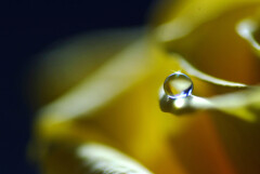 Yellow Eyes✿輝く君へ