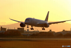 俺の朝焼け✈JAL Boeing787