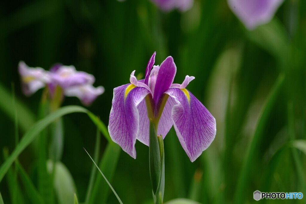 Japanese Beauty✿皐月の華