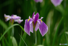 Japanese Beauty✿皐月の華