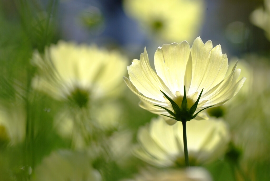 Cosmos theater➍✿輝く君へ2025