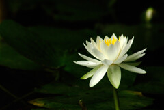 秘密の花園✿睡蓮