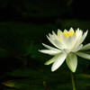 秘密の花園✿睡蓮