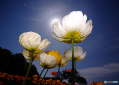 You're My Only Shinin' Star