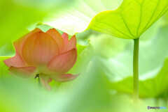 癒しの時・蓮