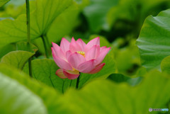 涼暮月の恋・華