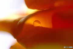 小さな恋人・雫